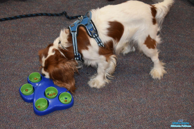 Pies je z miski przysmaki