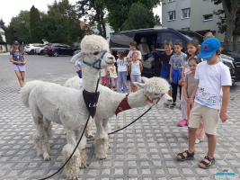Grupa dzieci stoi przy dwóch alpakach