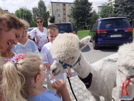 Grupa dzieci stoi w pobliżu alpaki, a jedna dziewczynka daje jej marchewkę