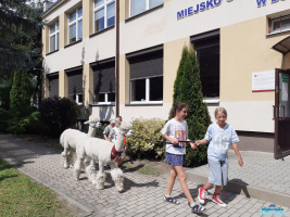 Dwie dziewczynki prowadzą na smyczy jedną z alpak, a dwóch chłopców prowadzi kolejną