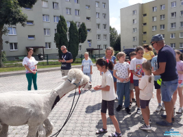 Dziewczynka stoi przy alpakach i karmi marchewką jedną z nich, a w tle stoi grupa dzieci