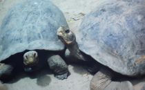 „Żółwie” wyspy Galapagos